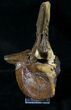 Hadrosaur Caudal Vertebrae With Process #19527-4